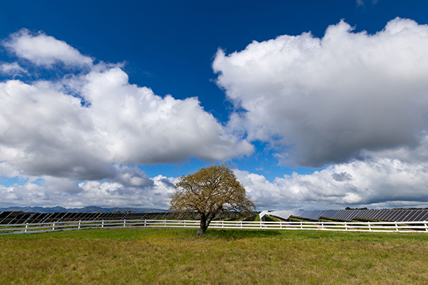 Solar park tree | CB | 600x400