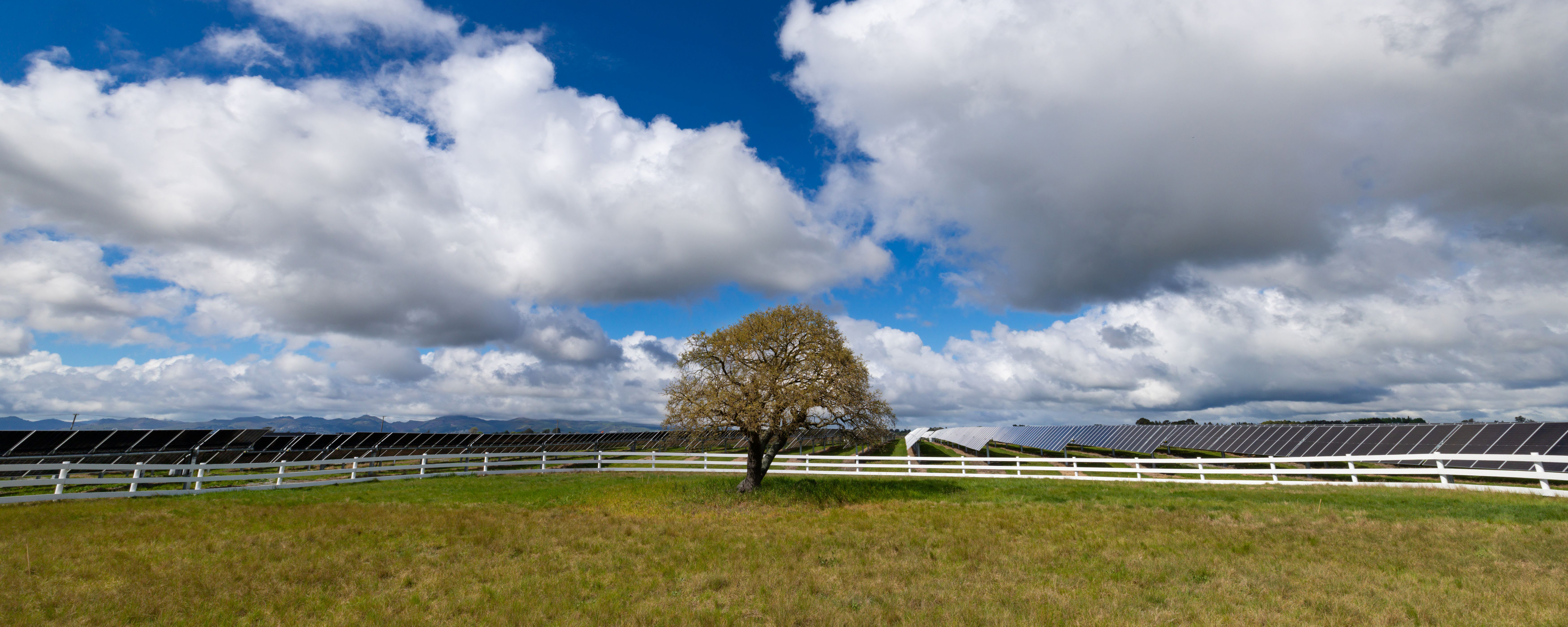 Solar park tree | CB | 1200x480 Solar park tree | CB | 1200x480