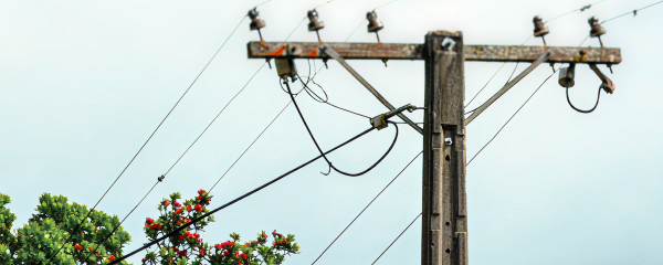 Wooden power pole with overhead electricity lines next to a flowering pōhutukawa tree