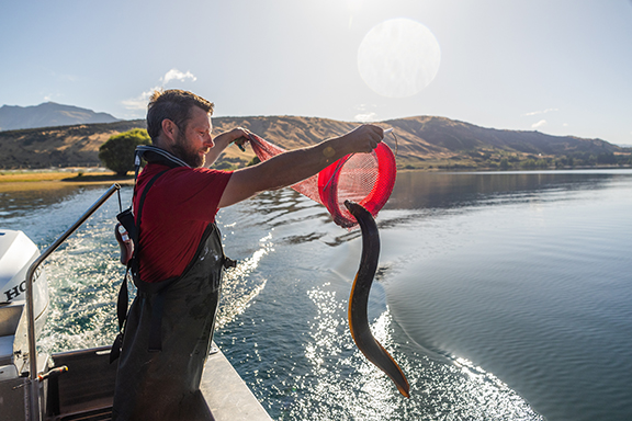 man releasing eel | CB | 576x384